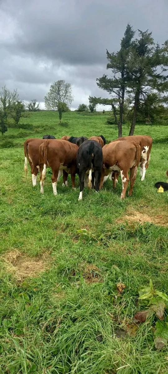 14 Hereford heifers - Image 1