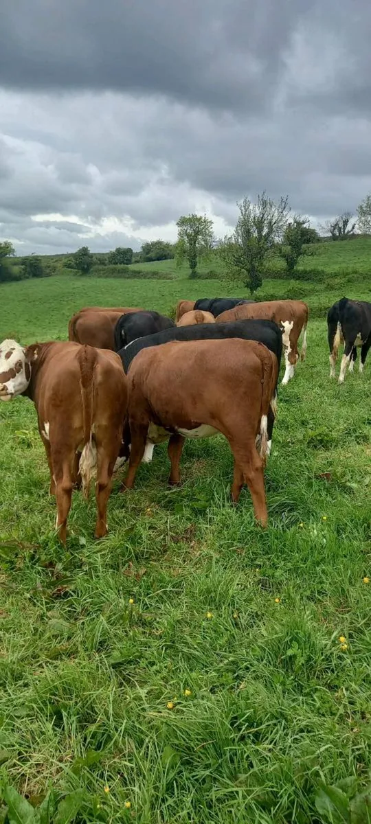 14 Hereford heifers - Image 2