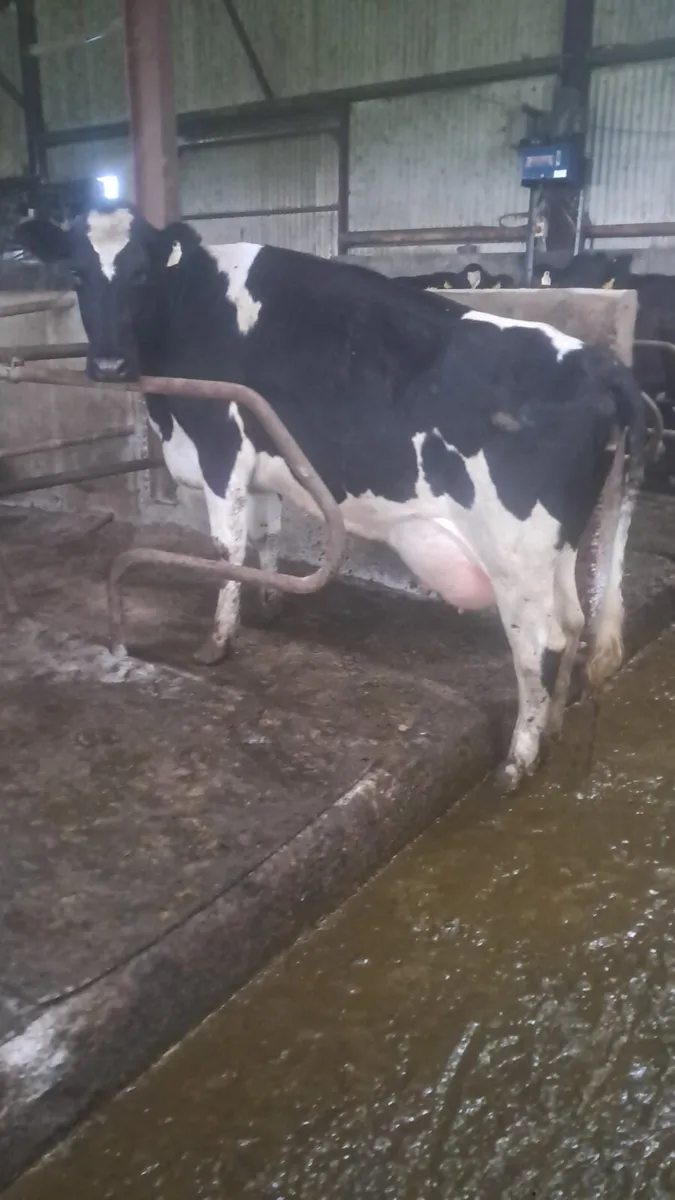 First calving heifers - Image 1
