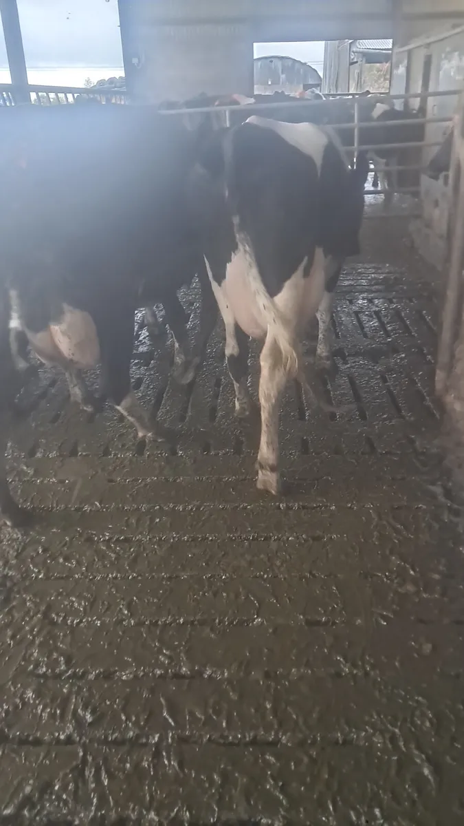 First calving heifers - Image 4