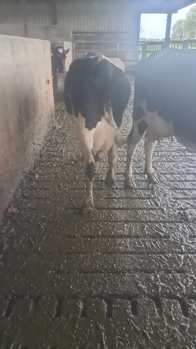 First calving heifers - Image 2