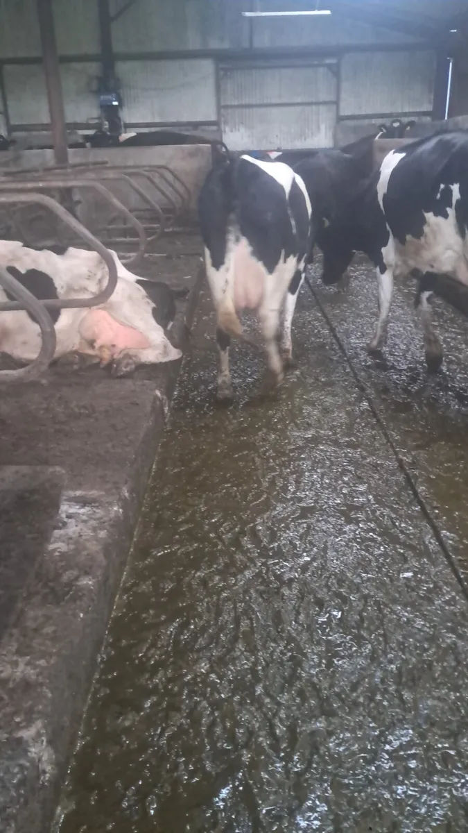 First calving heifers - Image 3