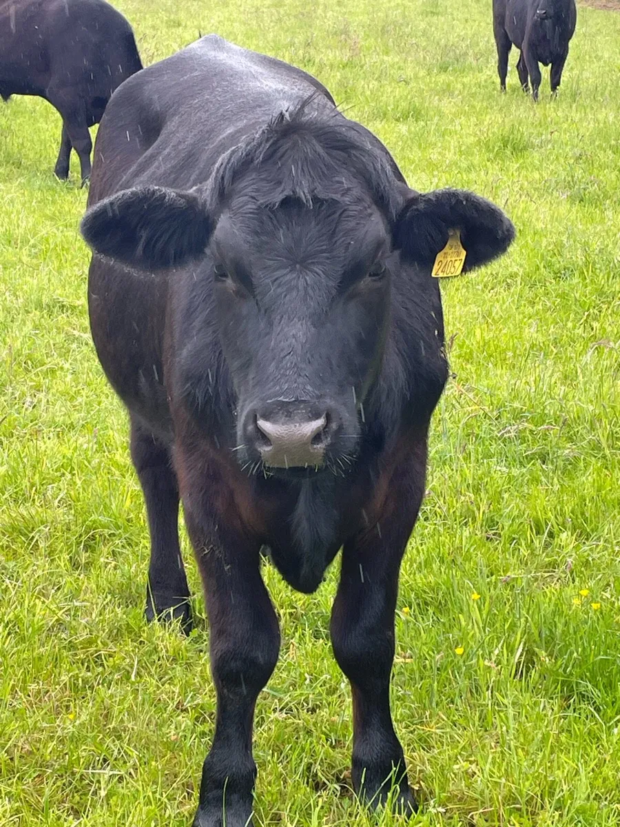 Bullocks - Image 2