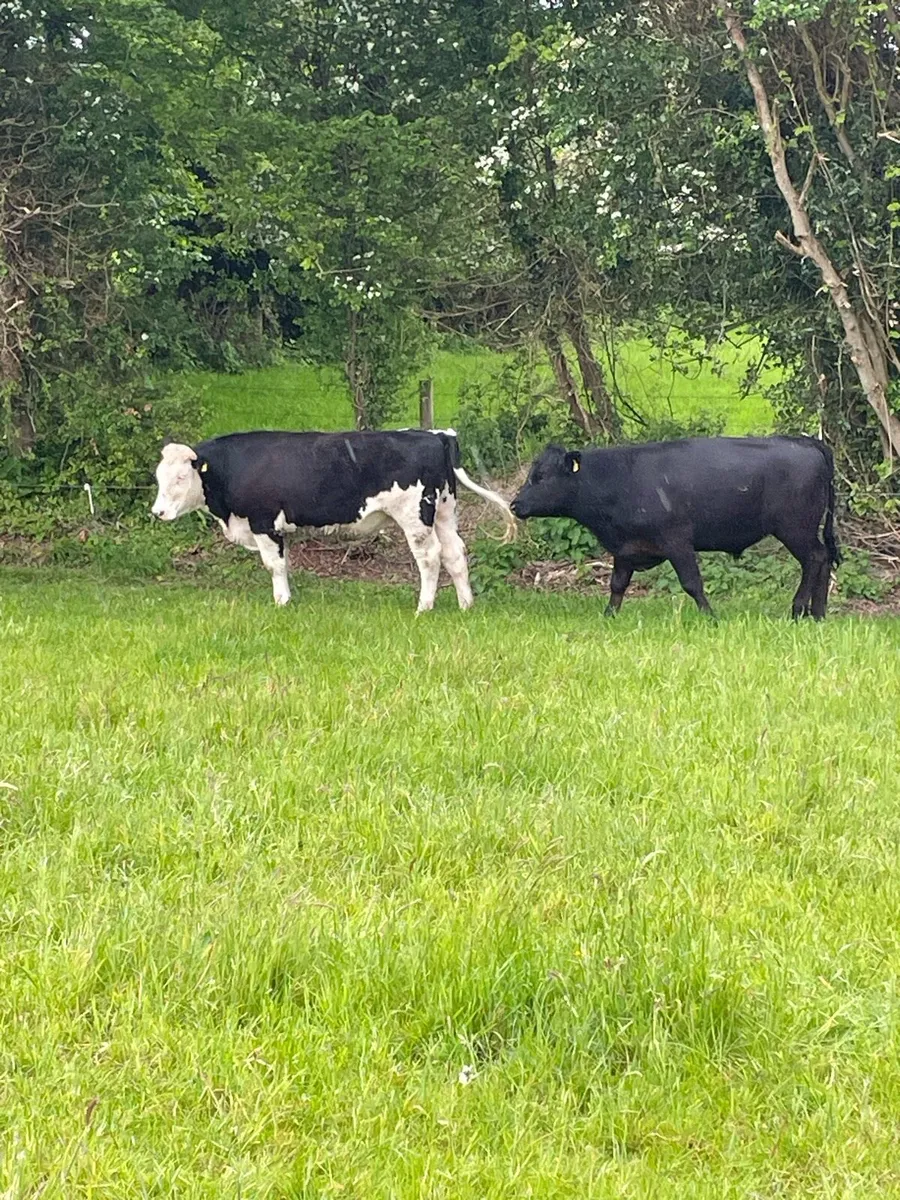 Bullocks - Image 3