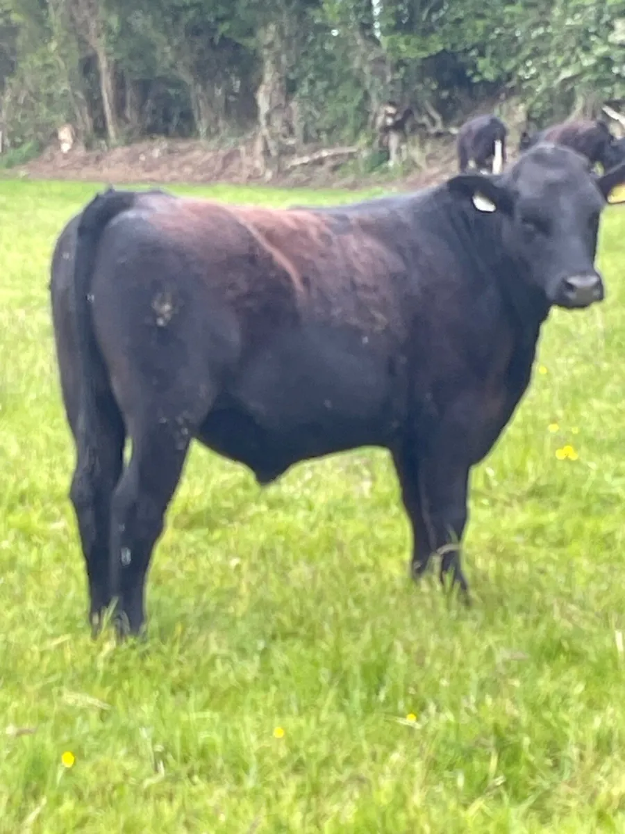 Bullocks - Image 4