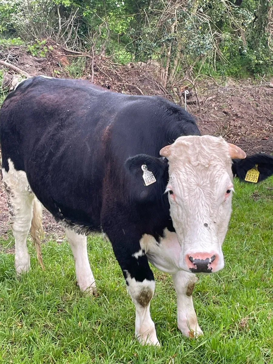 Bullocks - Image 1