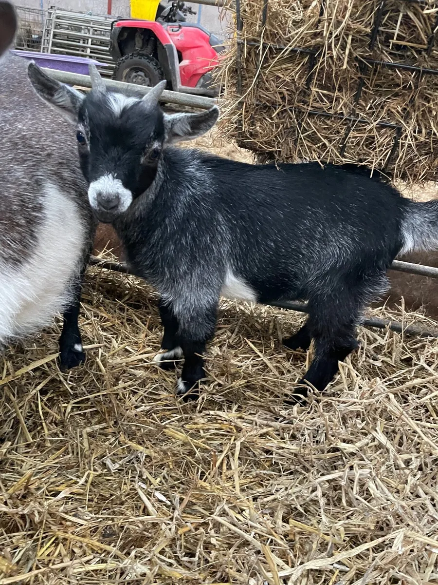 Pygmy kid - Image 1