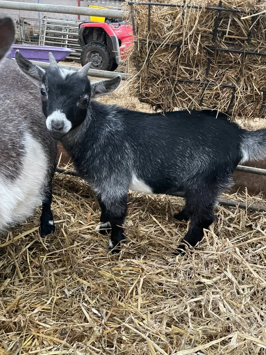 Pygmy kid - Image 3