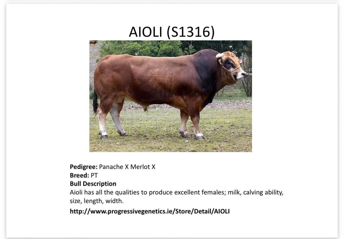Parthenaise Pedigree Bull Ai Bred - Image 2