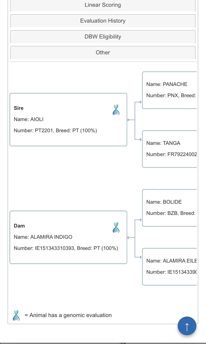 Parthenaise Pedigree Bull Ai Bred - Image 3