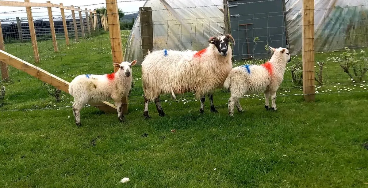 EWE AND 2  EWE LAMBS - Image 1
