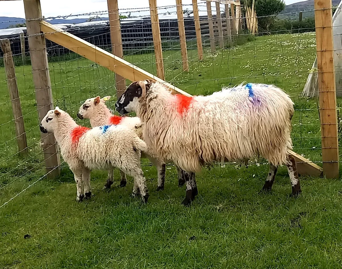 EWE AND 2  EWE LAMBS - Image 2