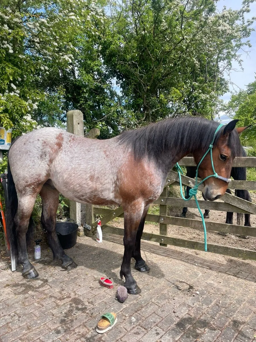 14”2 Bay Roan Pony - Image 1