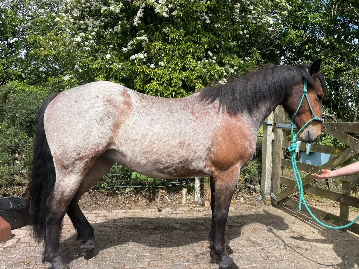 14”2 Bay Roan Pony - Image 3
