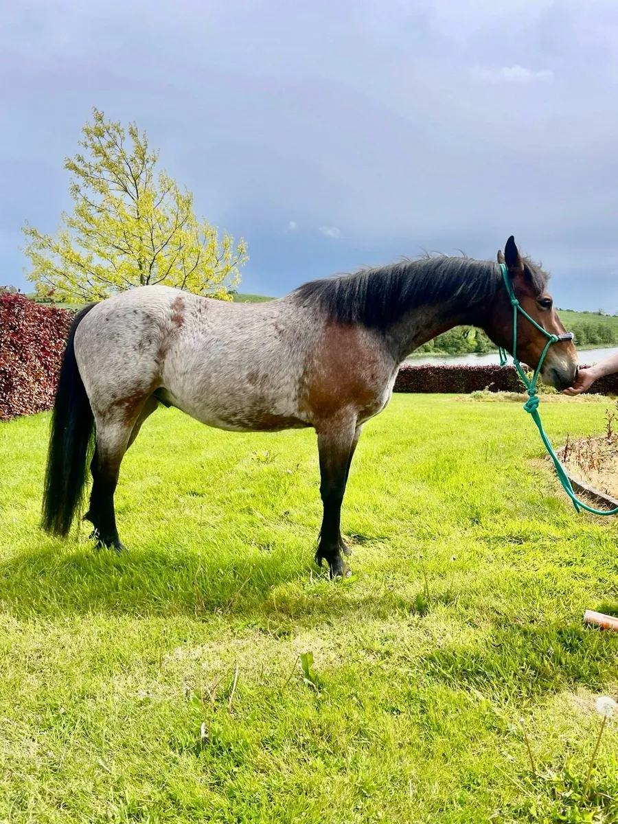 14”2 Bay Roan Pony - Image 2