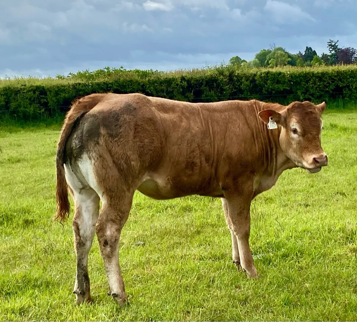 Pedigree Graiggoch Rambo Heifer - Image 1