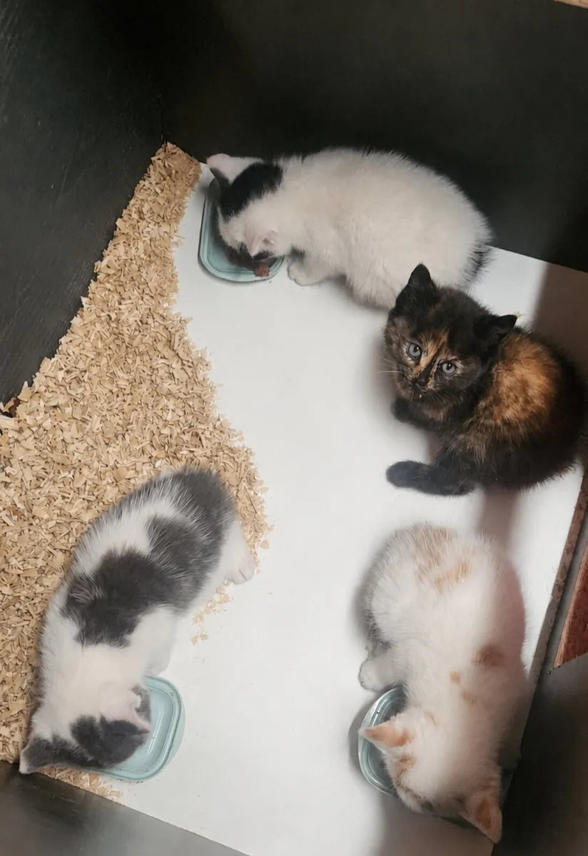 Kittens with Beautiful Colourings