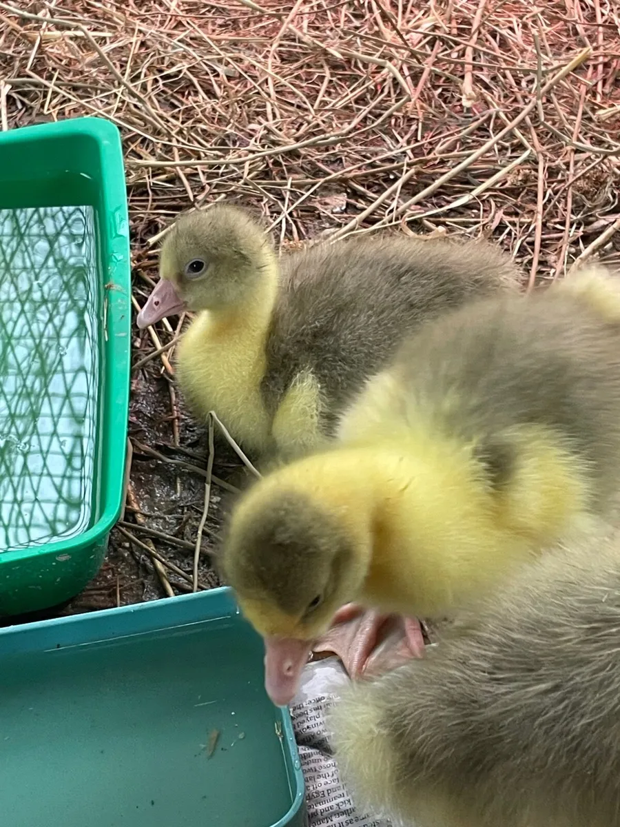Goslings - Image 1