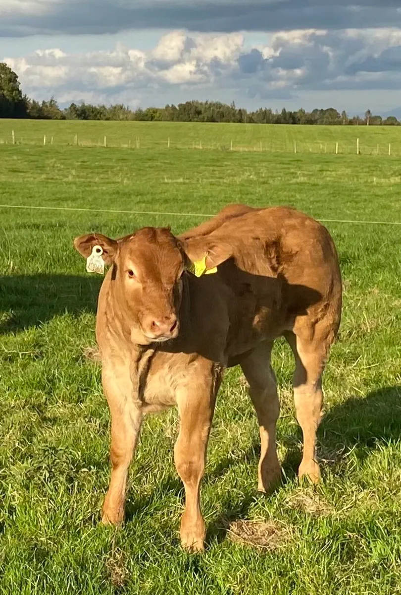 Pedigree Graiggoch Rambo Heifer - Image 2