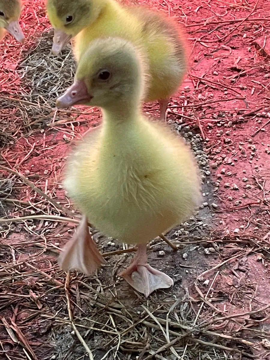Goslings - Image 2
