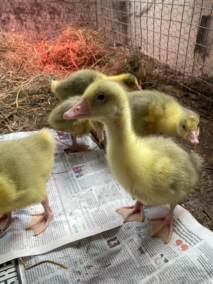 Goslings - Image 3