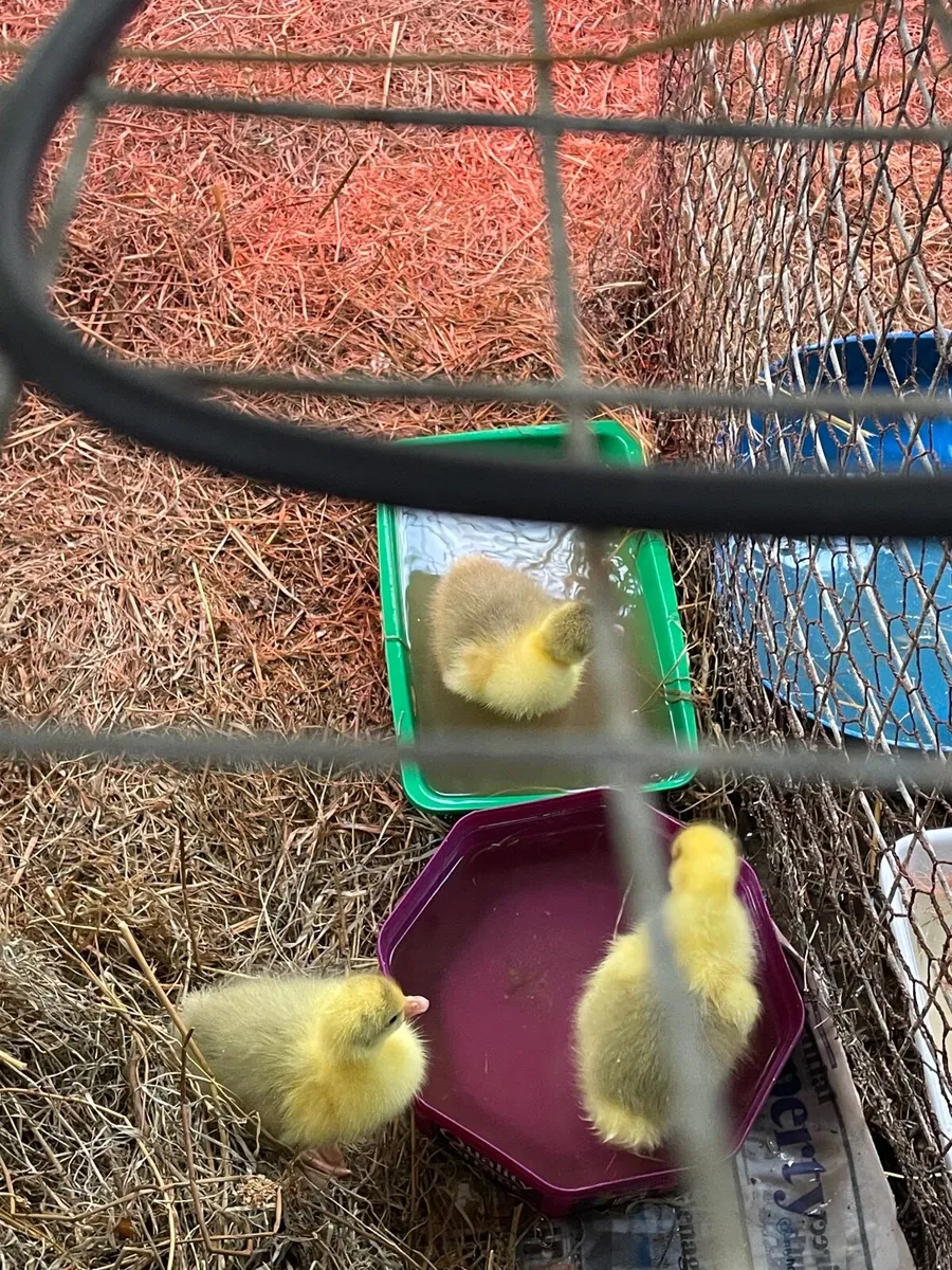 Goslings - Image 4