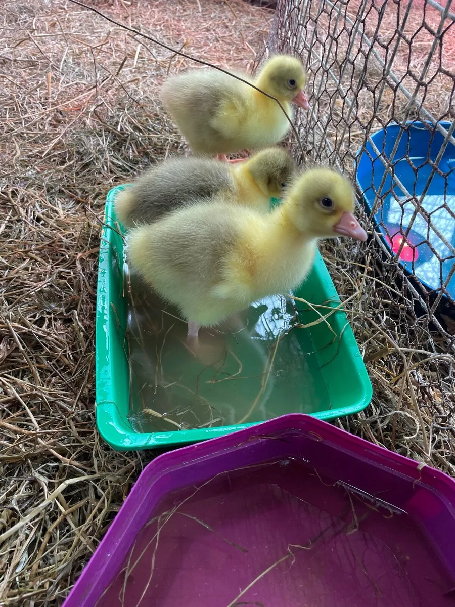 White silkie chicks and Goslings - Image 3