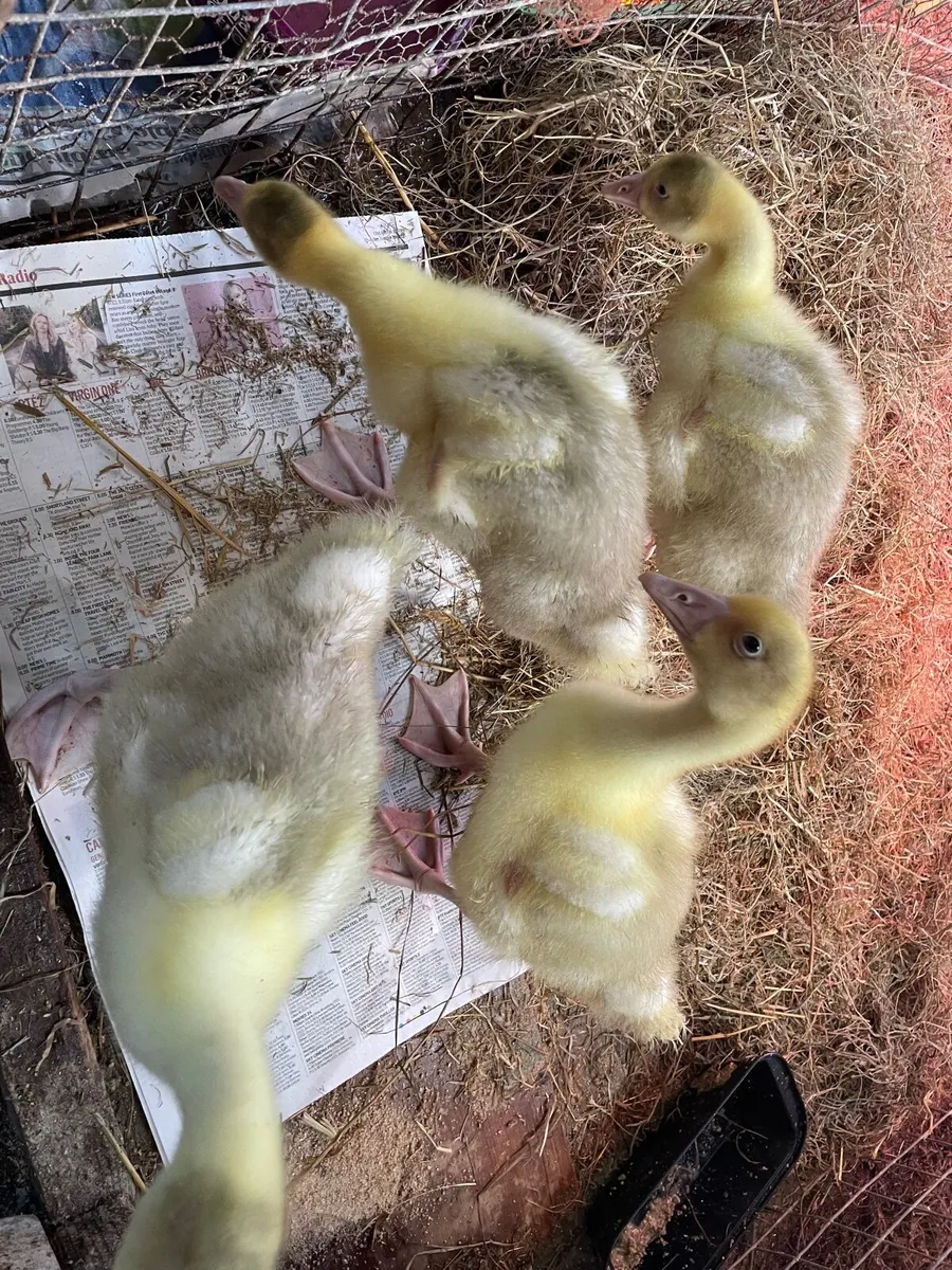 White silkie chicks and Goslings - Image 4