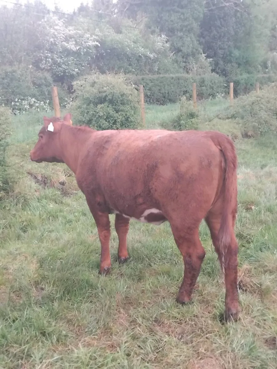 PBR Organic weanling heifers - Image 2