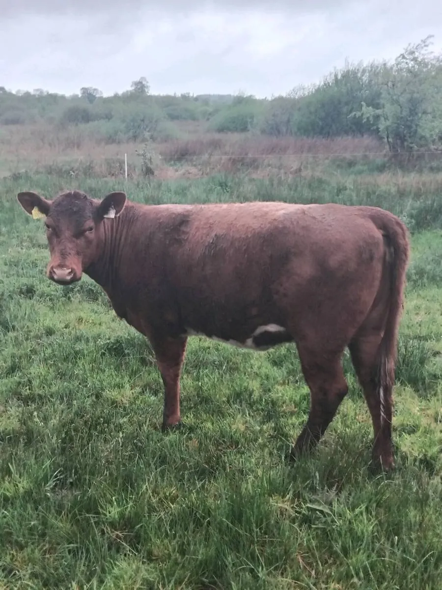 PBR Organic weanling heifers - Image 3