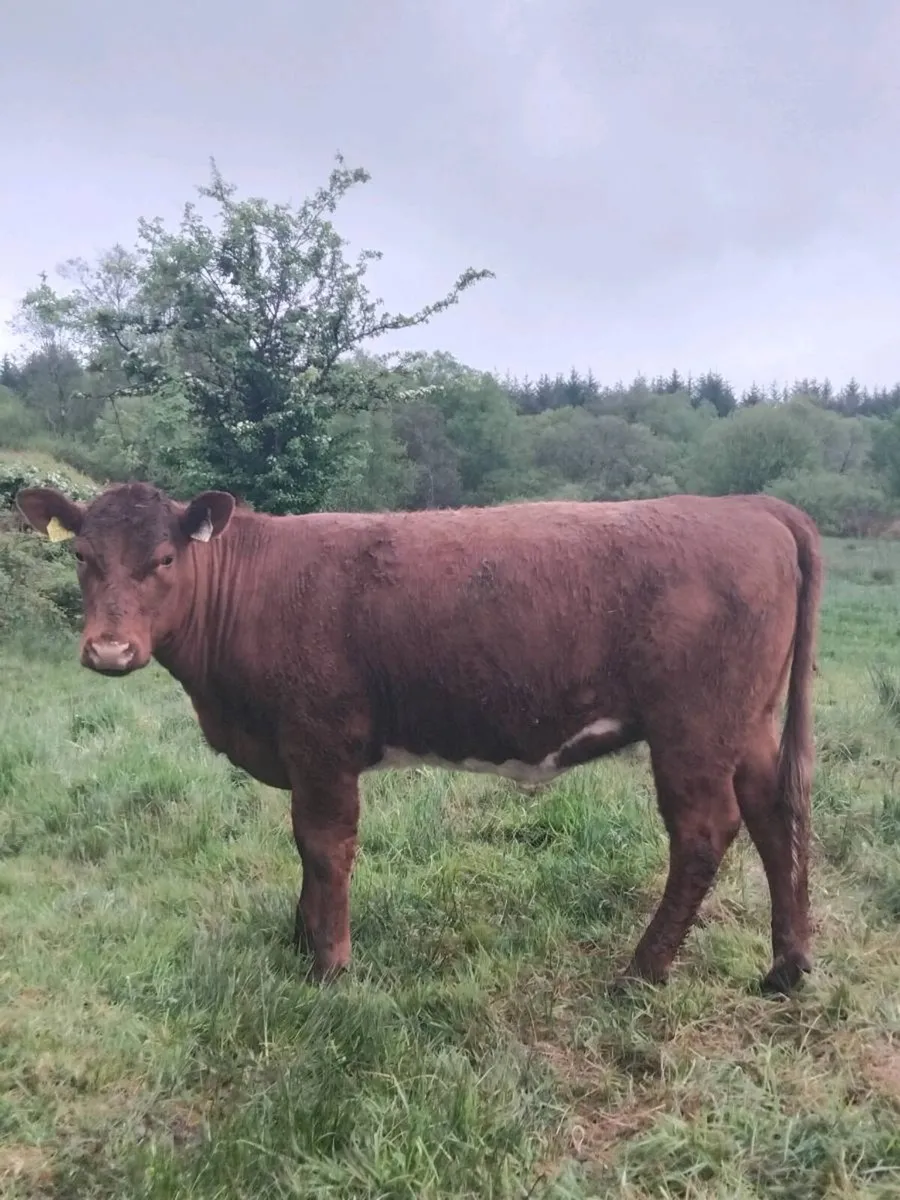 PBR Organic weanling heifers - Image 1