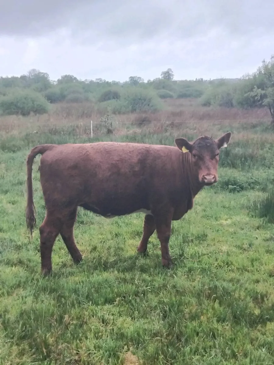 PBR Organic weanling heifers - Image 4