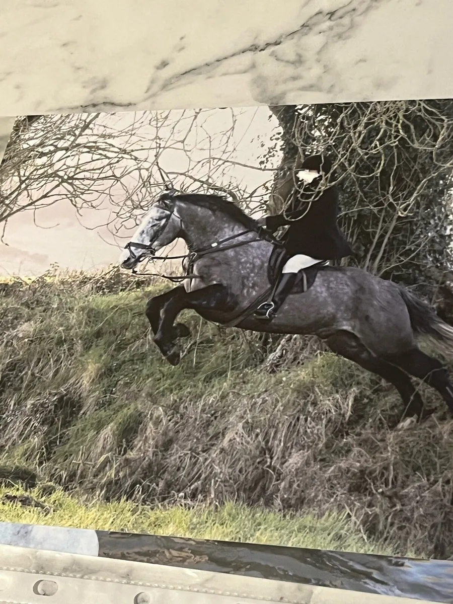 7 yo Hunter, Absolute Gent, confident+ Safe - Image 1