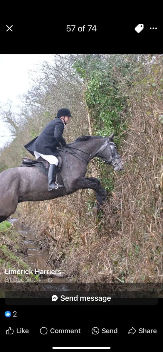 7 yo Hunter, Absolute Gent, confident+ Safe - Image 2