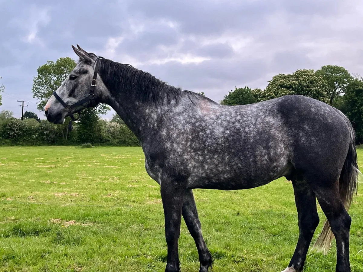 7 yo Hunter, Absolute Gent, confident+ Safe - Image 3