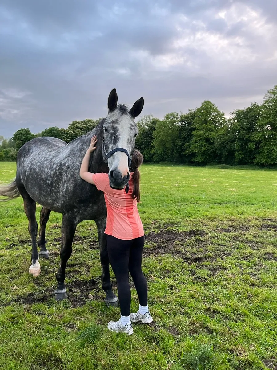 7 yo Hunter, Absolute Gent, confident+ Safe - Image 4