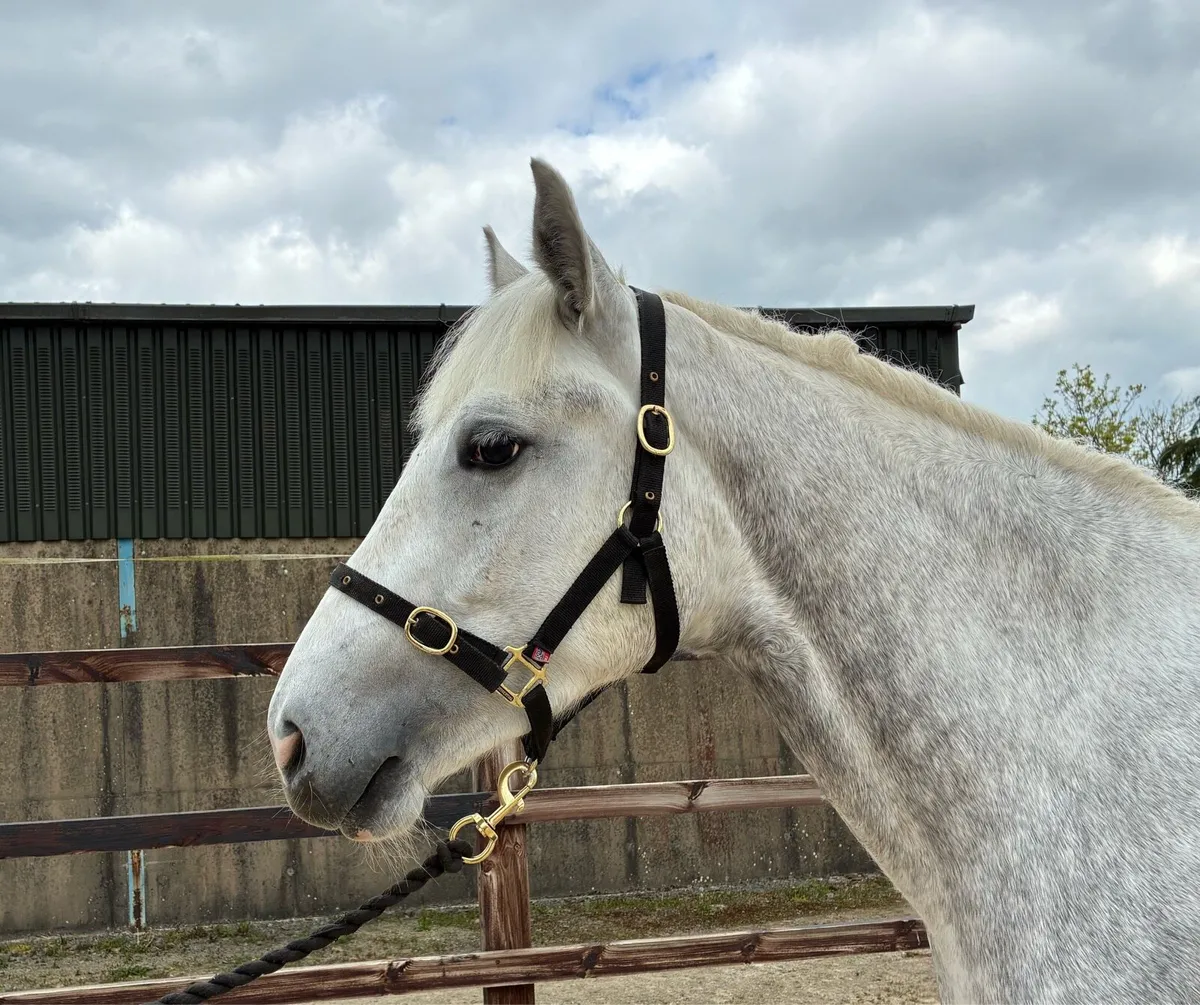 15.3 Traditional Irish Horse Potential All-Rounder - Image 4