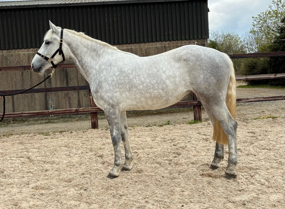15.3 Traditional Irish Horse Potential All-Rounder - Image 1
