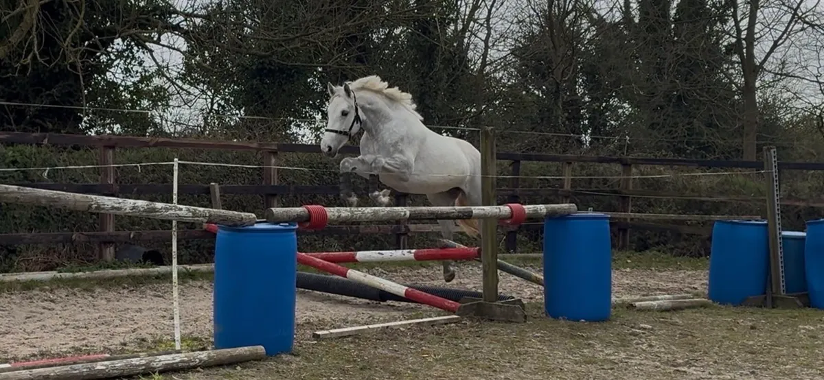 15.3 Traditional Irish Horse Potential All-Rounder - Image 3