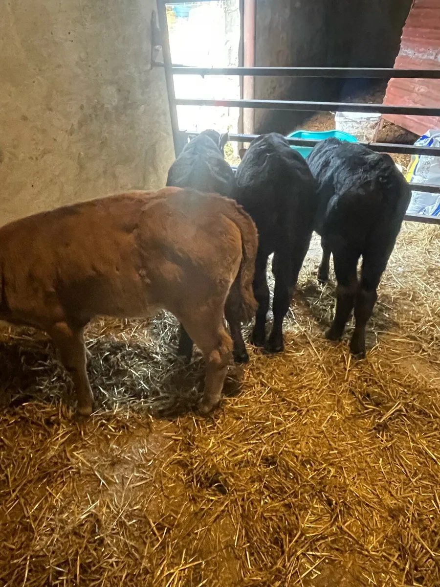 Angus and Blonde d'Aquitaine heifer calves - Image 3