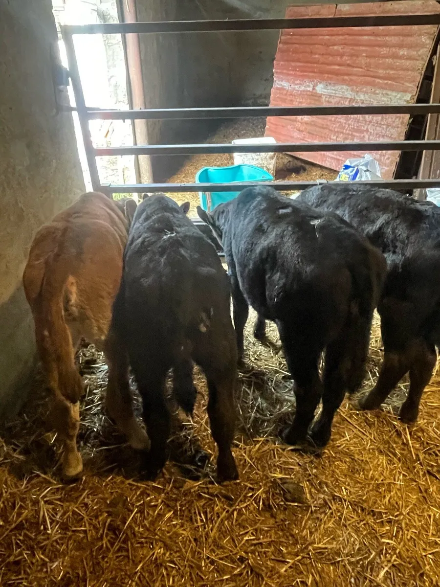Angus and Blonde d'Aquitaine heifer calves - Image 4