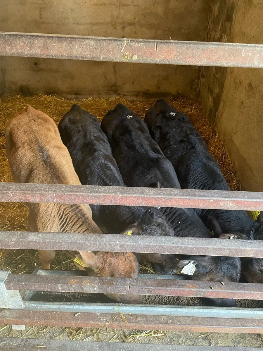 Angus and Blonde d'Aquitaine heifer calves - Image 1