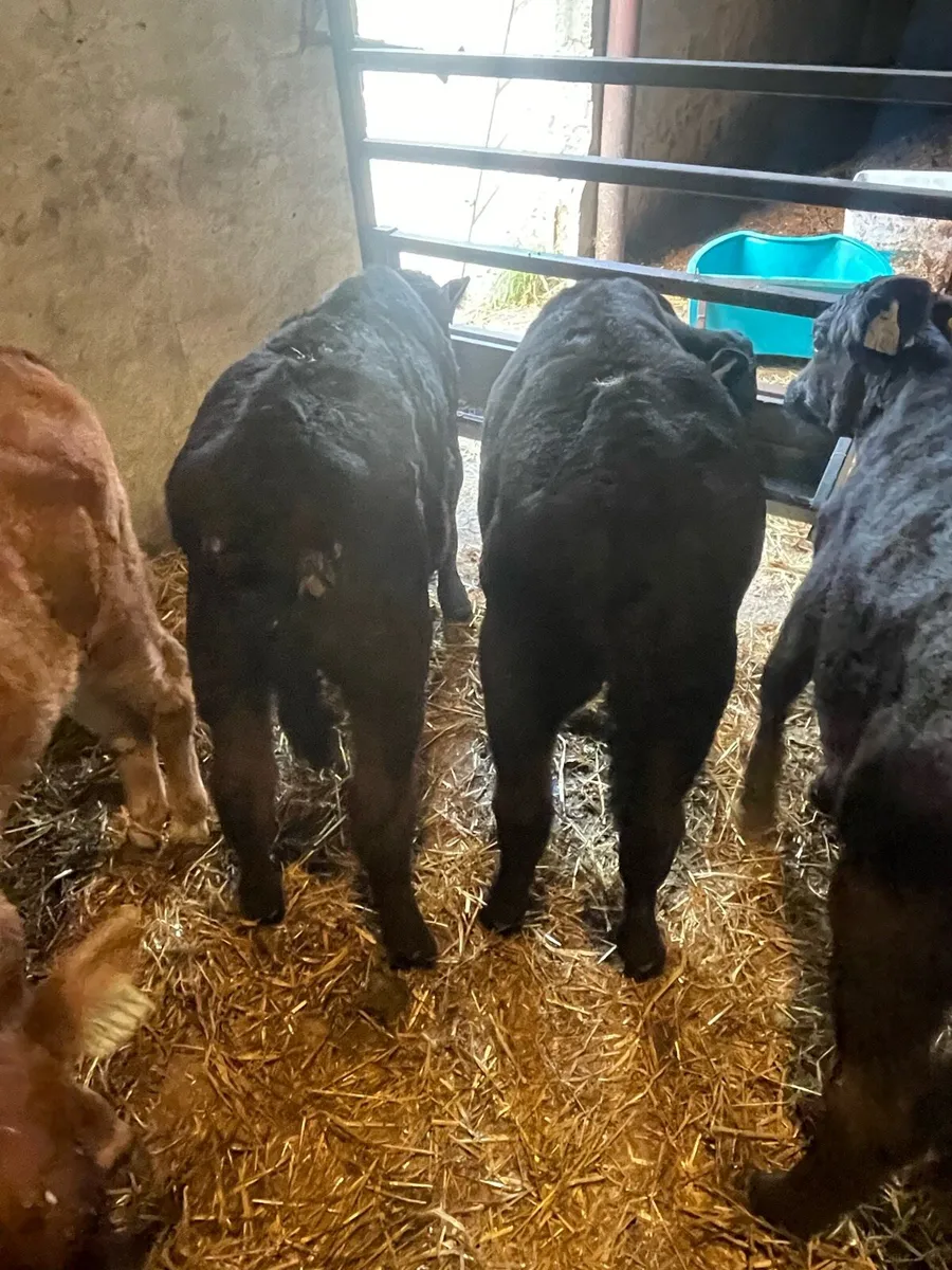 Angus and Blonde d'Aquitaine heifer calves - Image 2