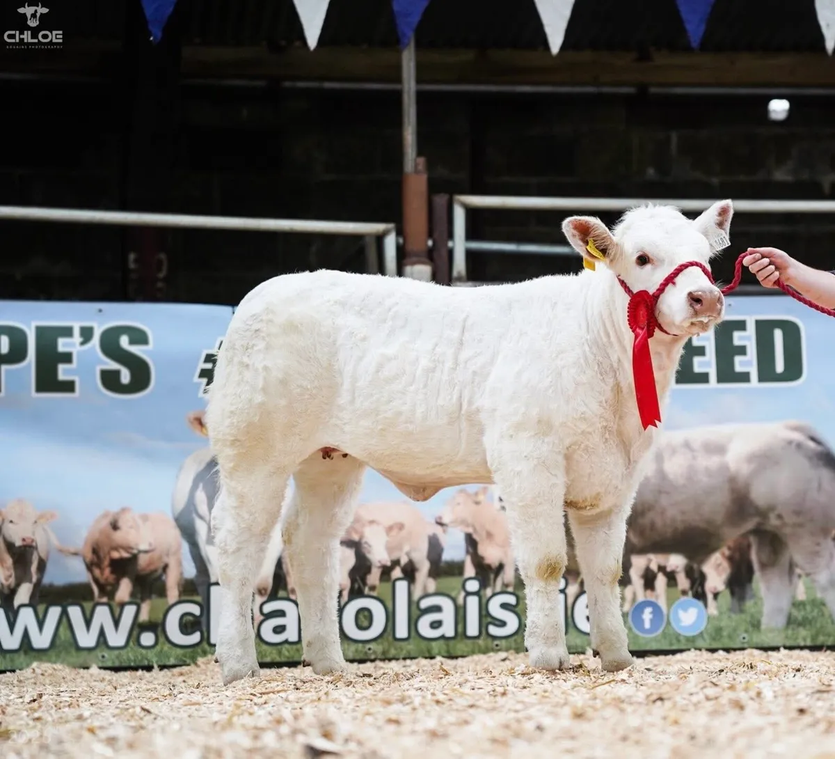 Pedigree Charolais heifer for sale