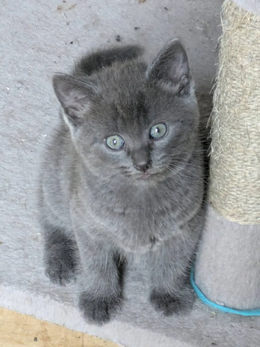 BEAUTIFUL SHORTHAIR BLUE BOY KITTEN - Image 2