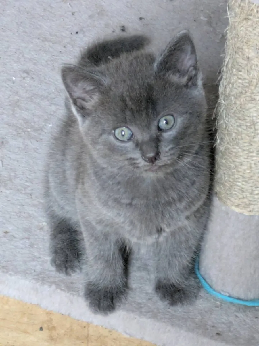BEAUTIFUL SHORTHAIR BLUE BOY KITTEN - Image 3