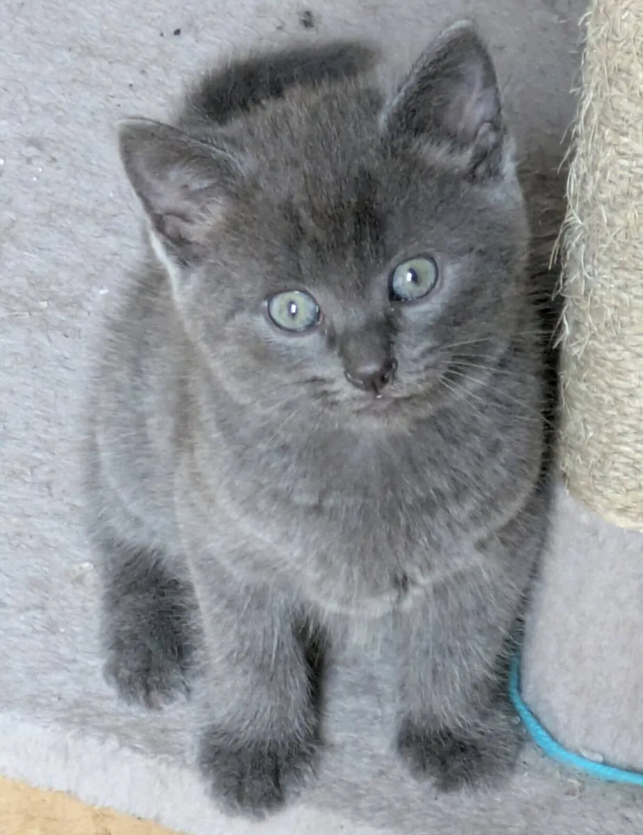 BEAUTIFUL SHORTHAIR BLUE BOY KITTEN - Image 4