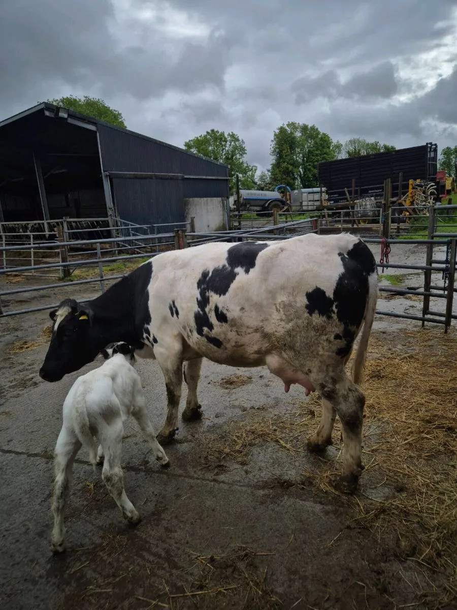 2x box heifers wit calves at foot - Image 3