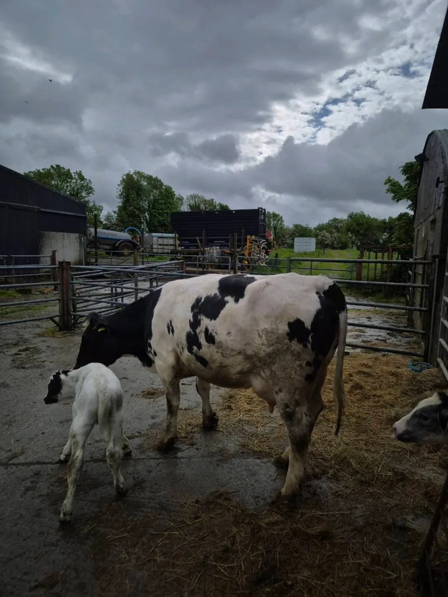 2x box heifers wit calves at foot - Image 4