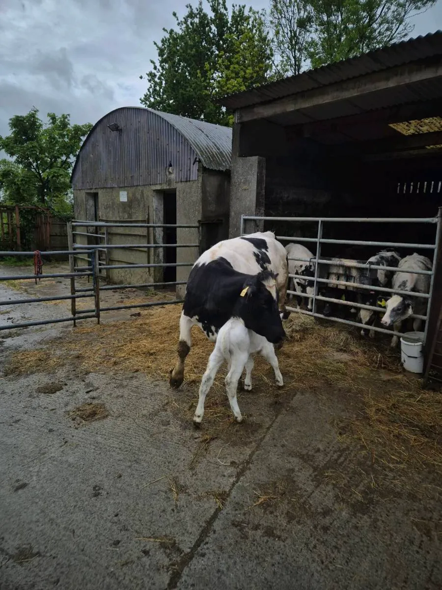 2x box heifers wit calves at foot - Image 1